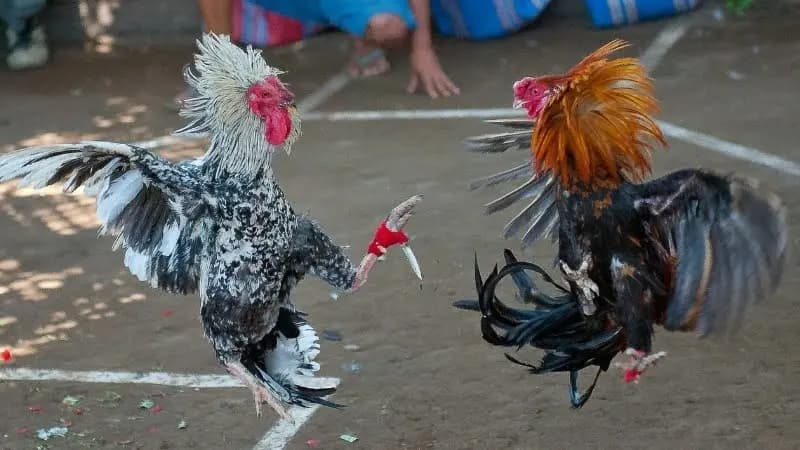 Vì sao bạn nên tham gia cá cược đá gà cựa sắt?