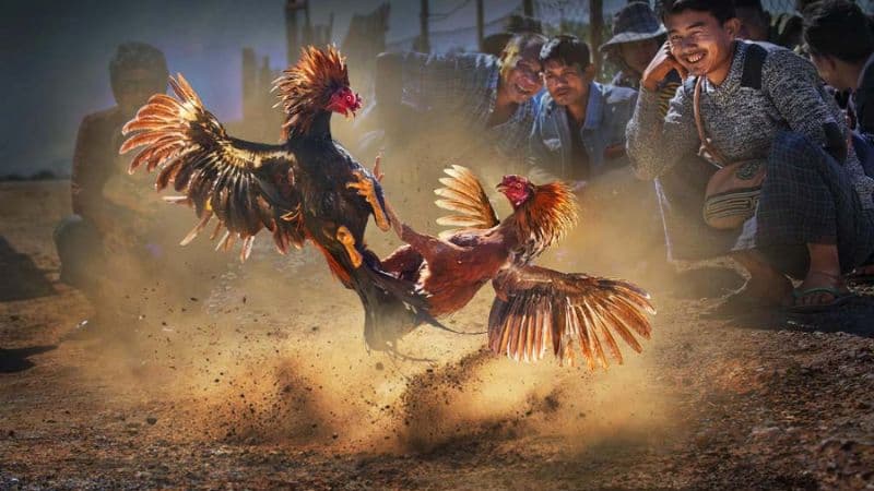 Mẹo chơi đá gà cựa sắt đỉnh cao giúp bạn thắng lớn