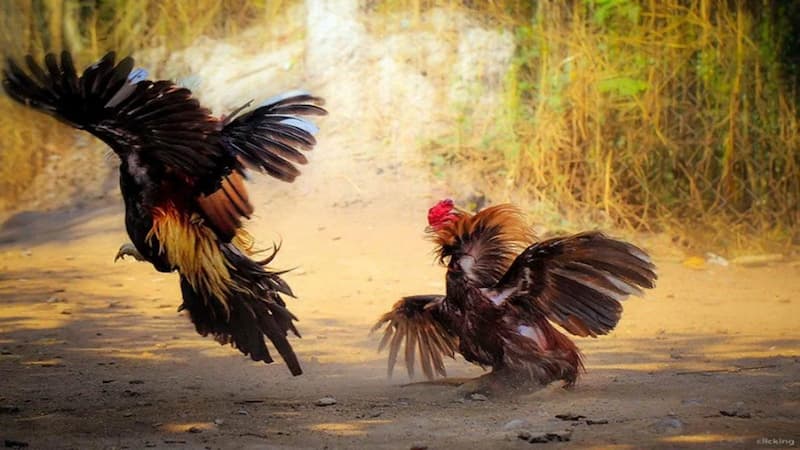 Tìm hiểu những thuật ngữ đá gà vì lý do gì?