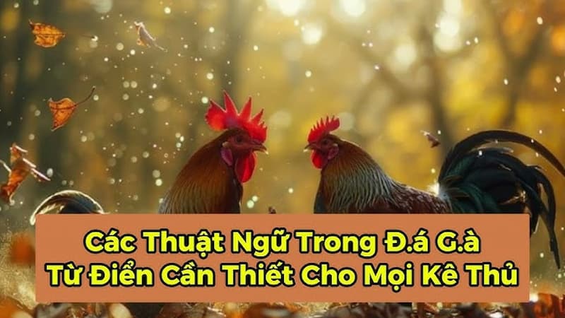 Những thuật ngữ đá gà cho người mới