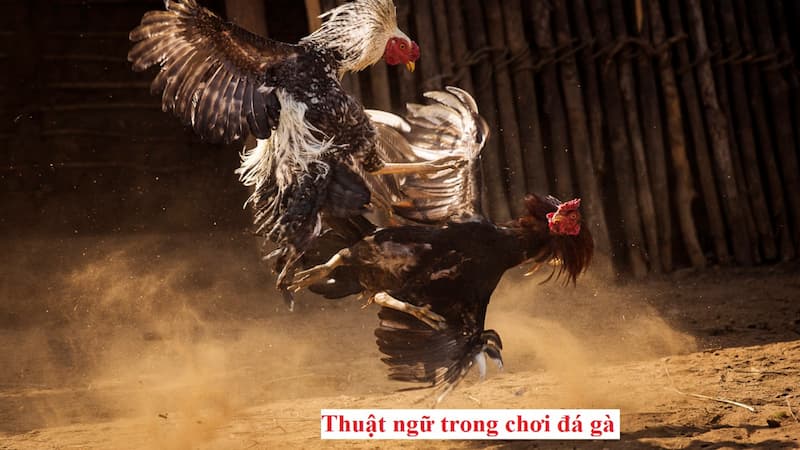 Thuật ngữ về các loại gà đá